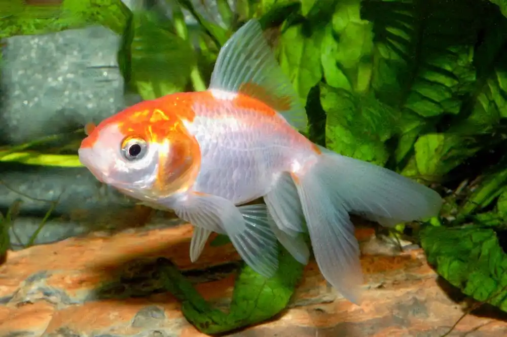 Rot-weißer Schleierschwanz 4-6 cm (Carassius auratus var.) Bestpreis
